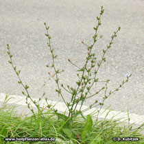 Gewöhnliche Wegwarte (Cichorium intybus),  Blüten geschlossen am Nachmittag