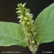 Achyranthes (Achyranthes bidentata), Blütenstand