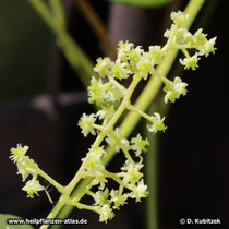 Sinomenium acutum: Der Blütenstand ist meist bis zu 20 cm lang.