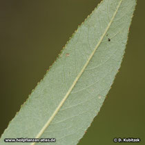 Bruch-Weide (Salix fragilis), Blatt Unterseite