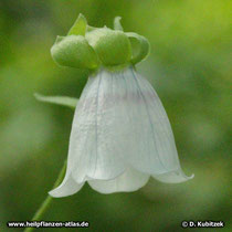 Glockenwinde (Codonopsis pilosula)