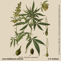 Gewöhnlicher Hanf, Cannabis sativa, Historische Grafik