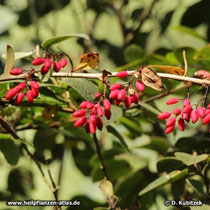Gewöhnliche Berberitze (Berberis vulgaris), Früchte (Beeren)