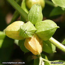Schlafbeere (Withania somnifera, Ashwaganda)