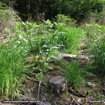 Tollkirsche (Atropa belladonna), typischer Standort auf einer Kahlschlagfläche im Wald