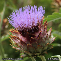 Artischocke (Cynara cardunculus), Blütenstand (Blütenkörbe)
