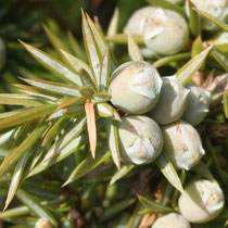 Gewöhnlicher Wacholder (Juniperus communis), "Beeren" (botanisch: Beerenzapfen, Scheinfrüchte)