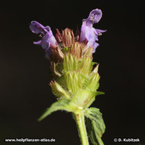 Braunelle (Gewoehnliche Braunelle, Prunella vulgaris)