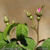 Essig-Rose (Rosa gallica), Blütenknospen