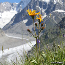Arnika (Arnica montana) im Hochgebirge auf rund 2.000 m Höhe (Region Chamonix/Mont Blanc, Frankreich)