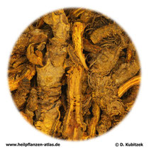 Goldfadenwurzelstock (Coptidis rhizoma). TCM-Name: Huanglian