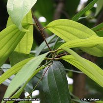 Ceylon-Zimtbaum (Cinnamomum verum), Blätter