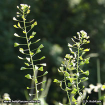 Hirtentäschel (Gewöhnliches Hirtentäschel, Capsella bursa-pastoris)