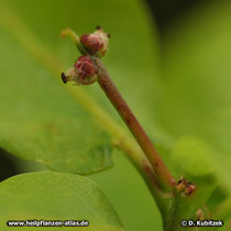 Hier sind weibliche Blüten der Stiel-Eiche (Quercus robur) befruchtet und wachsen zu Früchten (Eicheln) heran. Der Stiel ist jetzt über einen Zentimeter lang.