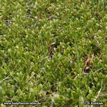 Echte Bärentraube (Arctostaphylos uva-ursi), Wuchsform