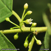 Amerikanischer Faulbaum (Rhamnus purshiana), Büten