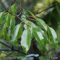 Afrikanischer Pflaumenbaum (Prunus africana, synonym Pygeum africanum)