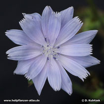 Wegwarte (Gewöhnliche Wegwarte, Cichorium intybus)
