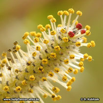 Purpur-Weide (Salix purpurea), männliches Blütenkätzchen. Die meisten Staubbeutel sind zum Stäuben geöffnet (gelb).