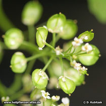 Bitter Schleifenblume (Iberis amara): Der Fruchtstand ist locker schirmtraubig.