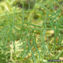 Frühlings-Adonisröschen (Adonis vernalis), Blätter im Sommer