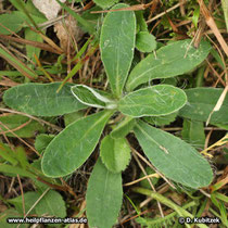 Kleines Habichtskraut (Hieracium pilosella), Wuchsform mit grundständiger Blattrosette