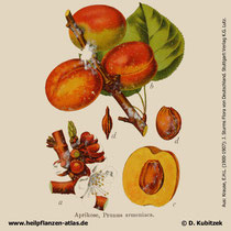 Aprikose, Prunus armeniaca, historisches Bild