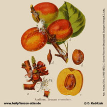 Aprikose, Prunus armeniaca, historisches Bild