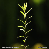Senegawurzel (Polygala senega