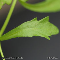 Bitter Schleifenblume (Iberis amara): Die Blätter sind keilförmig, stumpf, und an beiden Seiten je 2-3 mal gelappt oder gezähnt.