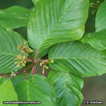 Amerikanischer Faulbaum (Rhamnus purshiana)