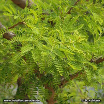 Seyal-Gummi-Akazie (Acacia seyal)
