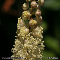 Traubensilberkerze (Actaea racemosa)