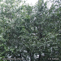 Afrikanischer Pflaumenbaum (Prunus africana, synonym Pygeum africanum)