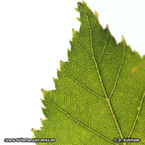 Gewöhnliche Birke (Betula pendula), Blatt Detail