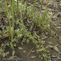 Kardamom (Malabar-Kardamome, Elettaria cardamomum)