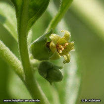 Schlafbeere (Withania somnifera, Ashwaganda)