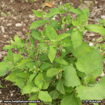 Siegesbeckie (Sigesbeckia orientalis), junge Pflanze