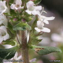 Spanischer Thymian (Thymus zygis), Blüten und Blatt
