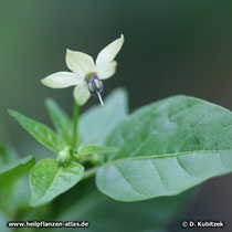 Cayenne-Pfeffer (Capsicum frutescens), Blüte