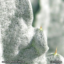 Artischocke (Cynara cardunculus), junges Blatt Detail