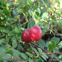 Cranberry (Vaccinium macrocarpon), Strauch mit Früchten