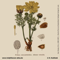 Frühlings-Adonisröschen, Adonis vernalis, Historisches Bild