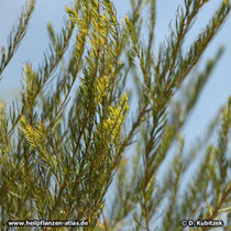 Teebaum (Melaleuca alternifolia)