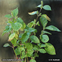 Achyranthes (Achyranthes bidentata), blühend
