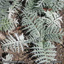 Artischocke (Cynara cardunculus), junge Blätter