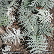 Artischocke (Cynara cardunculus), junge Blätter