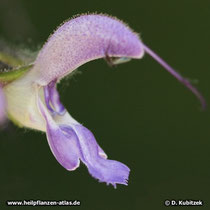 Rotwurzelsalbei (Salvia milthiorrhiza)