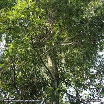 Gewürznelkenbaum (Syzygium aromaticum)