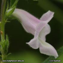 Sesam (Sesamum indicum)